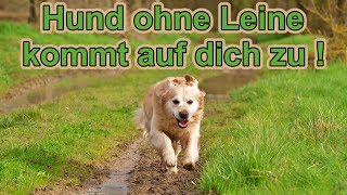 Hundebegegnung  Hund ohne Leine kommt entgegen  Fremden Hund abwehren  aber wie   Nature Trails [upl. by Curren]