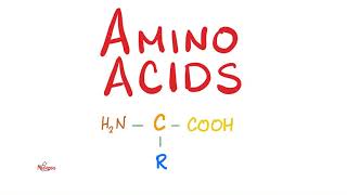 Amino Acids  What is their structure  Biochemistry Series [upl. by Gerek]