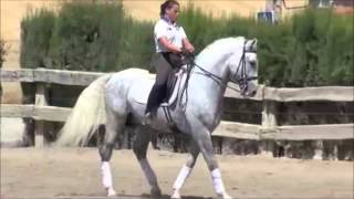 Tracio  PRE Andalusian Dressage Stallion FEI [upl. by Caassi]