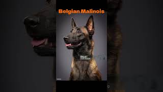 Dog Breed Names BBi dogbreed pets shorts [upl. by Aceissej]