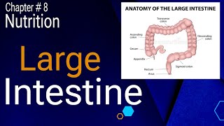 Large intestine  Absorption and defecation  Chapter Nutrition [upl. by Ramad]