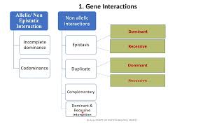 Genetics  Gene interactions [upl. by Ellenet]