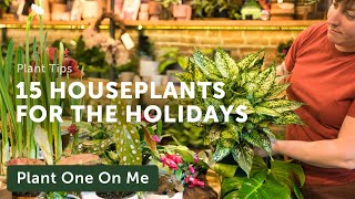 Top 15 HOLIDAY HOUSEPLANTS — Ep 352 [upl. by Joby]