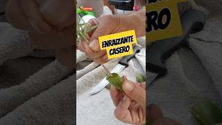 El Mejor Enraizante Casero Para Esquejes Usando El Aloe Vera Para FloresFrutales Entre Más [upl. by Deck582]