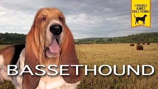 BASSET HOUND trailer documentario [upl. by Rexfourd]