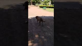 Pitbull suelta en el parque Avellaneda  mansita y juguetona [upl. by Piefer]