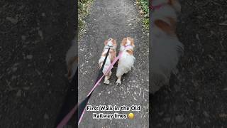 Railway Line Walk 61024 cavalierkingcharles dogshorts subscribe [upl. by Windsor918]