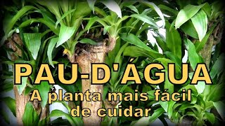 PAUDÁGUA  A planta mais fácil de cuidar [upl. by Noillid]