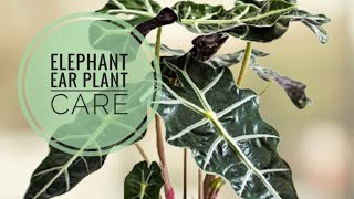 🌿How to Care For  Elephant Ear  Alocasia Amazonica Foliage  Plant🌿 [upl. by Sharia]