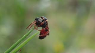 Tormentil Nomad Bee Nomada roberjeotiana roosting Bodmin Moor Cornwall 23 July 2024 [upl. by Ailecra413]