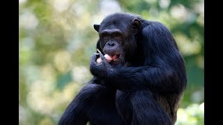 Why humans may have more in common with chimps than we thought [upl. by Taro]