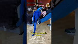 The Hyacinth Macaw 🦜 Worlds Most Beautiful Parrot Unveiled HyacinthMacaw BeautifulParrots [upl. by Ednil]