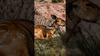 Have you ever heard of the Okapi okapi shorts short animals [upl. by Marcia]