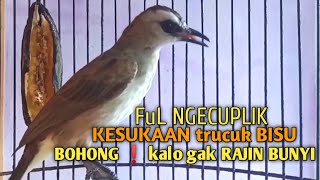 Trucuk BETINA memanggil Jantan Suara Birahi Ngecuplik 100 pancingan trucukan gacor agar BUNYI EMOSI [upl. by Nagah]