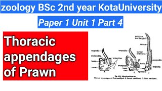 thoracic appendages of prawn [upl. by Netty42]