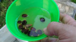 PLANTING CASTOR BEAN SEEDS TO REPEL MOLES [upl. by Nitnerb]