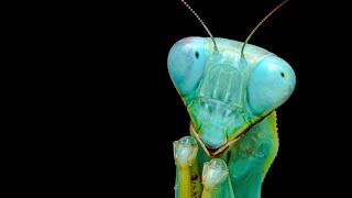 Hierodula sp Blue  Model mantis works for crickets [upl. by Orabelle]