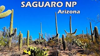 Saguaro National Park Arizona [upl. by Nalniuq]