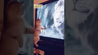 cat dog dogs cut cute love lovecats lovedogs funny virla viralvideo foryou foryoupage [upl. by Edik986]