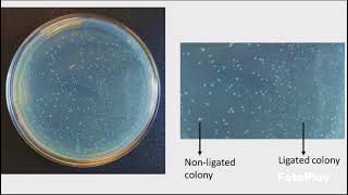 Competent Cells and Transformation Protocol [upl. by Anikahs]