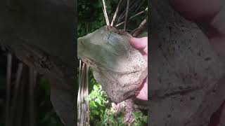 Primitive arrow supply spot arrowwood viburnum and chert outcrop archery [upl. by Virginie]