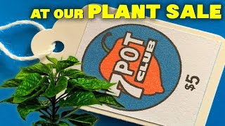 Outdoor Hot Pepper Planting 2019 – Part 1 [upl. by Neumeyer]