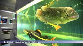 PFK Shoptour Eastbourne Aquarium and Reptile Centre East Sussex [upl. by Aivonas]