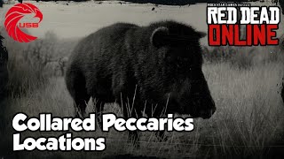 Collared Peccaries Locations rdr2 Online  Red Dead Online Collared Peccaries Location Guide [upl. by Compton]