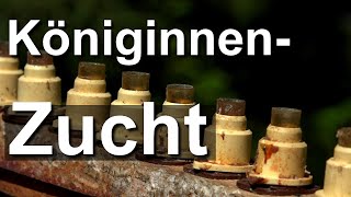 Königinnenzucht Umlarven im Nicot Zuchtsystem und Winterhagener Dreispitz nach Bauckhage [upl. by Waterman]