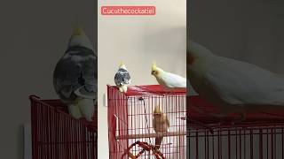 Cockatiel singing trending viral shorts trending shorts pets birds animals nature cockatiel [upl. by Rodrique]