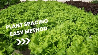 HYDROPONIC FARMING  plant spacing method EASY [upl. by Pare]