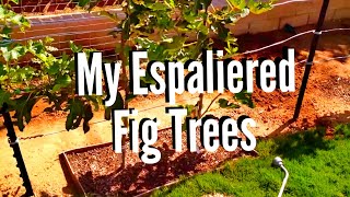 My Espaliered Fig Trees 101413 High Density Espalier Gardener [upl. by Phelia]