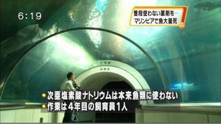 水槽を消毒しようとして塩素を注入し、水族館の魚7000匹大量死 [upl. by Azila]