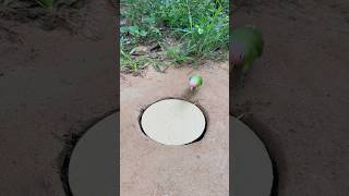 Survival Skills Simple and Useful with Watermelon Turtle 🐢 Trap survival funny simple bushcraft [upl. by Cardwell129]