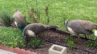 Peahens Take Their Peachicks to New Streets [upl. by Wicks229]