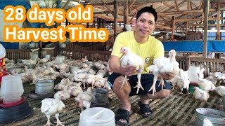 Guidelines sa pag aalaga ng 45days na Broiler Chicken Farming [upl. by Ssur]