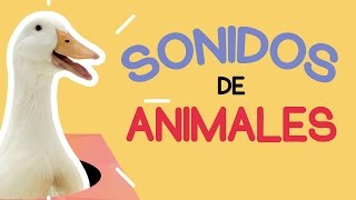 Sonidos de animales para bebes I Animal sounds for kidsI Aprende los Animales I Naranja Dulce [upl. by Adnalu]