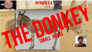 DONKEY IN RIYADH KSApanicidolvlog5559 [upl. by Meela]