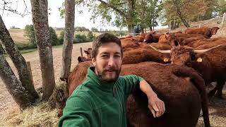 Vaccinating Salers cattle dragging pasture and first rain after a terrible drought [upl. by Eilyw]