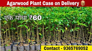 Agarwood plant Case on Home delivery मिलेगा 📦  Contact me  COD agarwood [upl. by Mirielle]