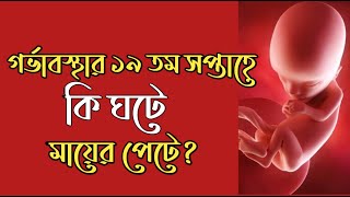 গর্ভাবস্থার ১৯ তম সপ্তাহ। 19 Week Pregnancy bangla । Pregnancy Week by Week Bangla [upl. by Roshelle816]