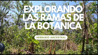 Explorando las ramas de la botánica [upl. by Adnalay762]