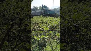 Sunward excavator loading truck sunward excavator loadingtrucks asmr shorts trending [upl. by Ecirtap875]