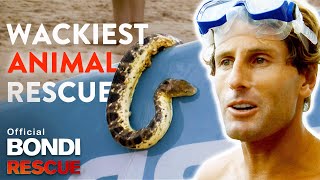 WACKIEST Animal Rescues on Bondi Rescue [upl. by Lain214]