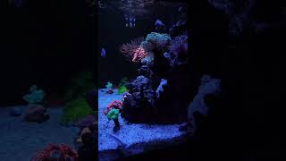 Beautiful Marine Aquriam setup short shorts youtubeshorts [upl. by Alya]