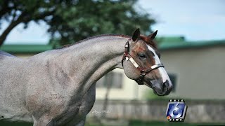 100 years of quarter horses [upl. by Nicholson226]