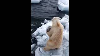 Polar Bears Heartwarming Moment Cuddling a Tiny White Penguin [upl. by Rozanne]