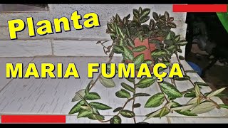 Planta MARIA FUMAÇA Como Cuidar de planta Asa de Barata [upl. by Gal]