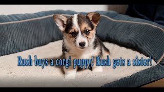 Rush buys a corgi puppy Rush gets a sister [upl. by Kai]