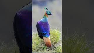 Secrets of the Himalayan Monal Revealed [upl. by Annahtur]